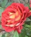 роза флорибунда Брильянс