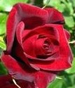 чайно-гибридная роза Черная магия