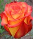 роза флорибунда Циркус