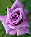 чайно-гибридная роза Дрим лайт