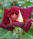 чайно-гибридная роза Эдди Митчел