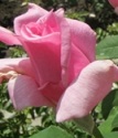 чайно-гибридная роза Эйфелева башня