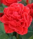 чайно-гибридная роза Эль Торо