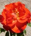 роза флорибунда Фарандоль