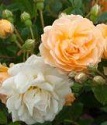 парковая роза Джислайн де Фелигонд