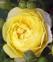 роза флорибунда Голден Бордер