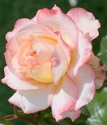 роза флорибунда Хуба-буба