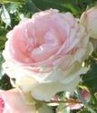 парковая роза Иден роуз