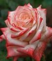 чайно-гибридная роза Императрица Фарах