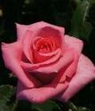 чайно-гибридная роза Карина