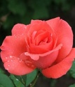 чайно-гибридная роза Леди Роза