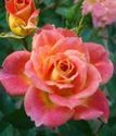 спрей-роза (бордюрка) Мандарин
