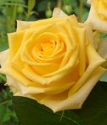 чайно-гибридная роза Мохана