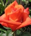 роза флорибунда Наранга