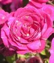 спрей-роза (бордюрка) Перла де Альканада