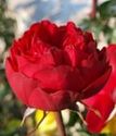 чайно-гибридная роза Пиано