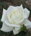 чайно-гибридная роза Полярная звезда