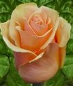 чайно-гибридная роза Примадонна