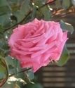 плетистая роза Рамира