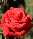 чайно-гибридная роза Ред берлин