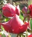 парковая роза Ред иден роуз
