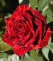 чайно-гибридная роза Ред интуишен