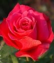 чайно-гибридная роза Шакира