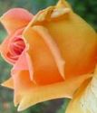 чайно-гибридная роза Шантре