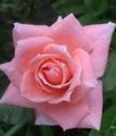 чайно-гибридная роза Соня Мейланд