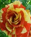 роза флорибунда Токадо