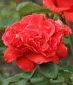 чайно-гибридная роза Тореро