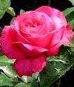 чайно-гибридная роза Виен Роуз