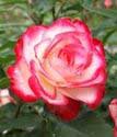 роза флорибунда Юбилей Принца Монако