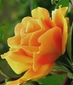 роза флорибунда Золотая Дания